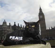 black cat Fear 2